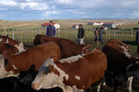 Rinderfarm